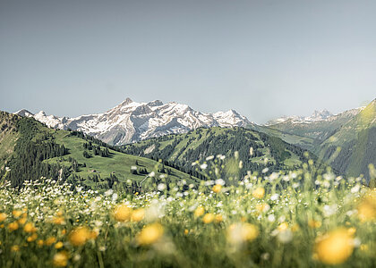 Eine Blumenwiese mit Bergpanorama im Hintergrund.