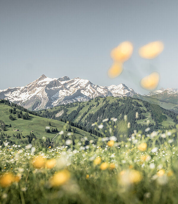 Eine Blumenwiese und im Hintergrund Berge von Gstaad.