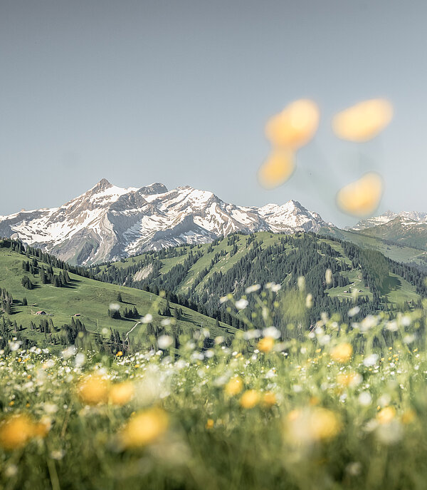 A flower meadow and the mountains of Gstaad in the background.