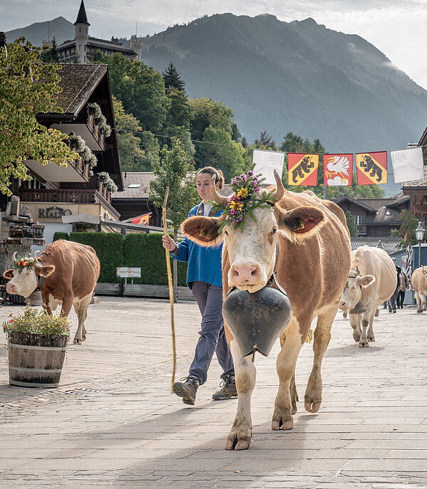 Junge Frau führt eine Kuh durch die Promenade Gstaad (Züglete), neben ihr laufen Kühe. Im Hintergrund Menschen und Häuser von Gstaad.