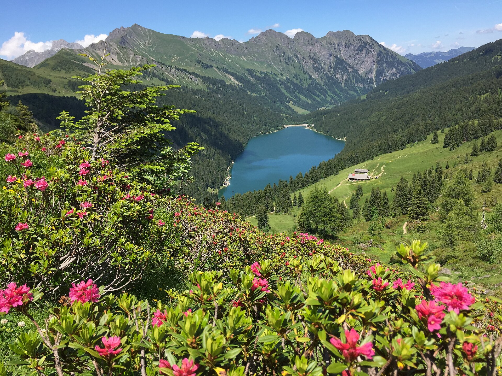 Der Arnensee fotografiert vom Col des Andérets mit vielen pinken Alpenrosen.